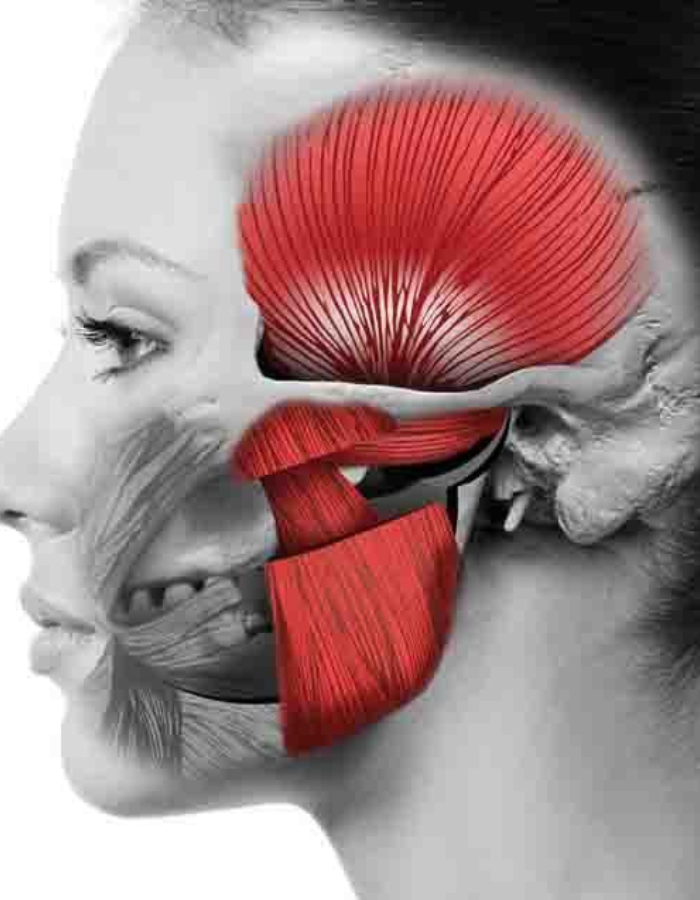Illustration of facial and jaw muscles for myofunctional therapy